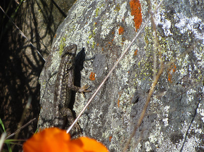 lizard on a lichen covered rock
