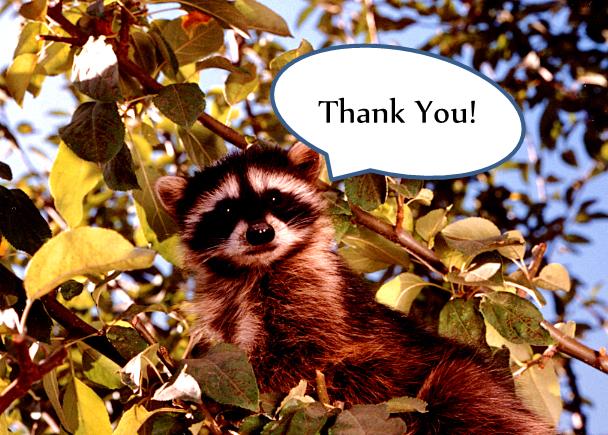 thank you racoon