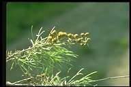 sage brush leaves