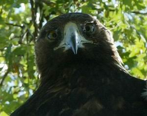 eagle eyes