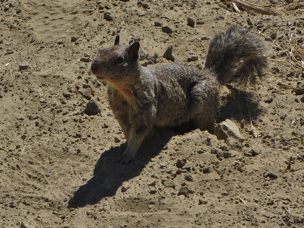 ground squirrel