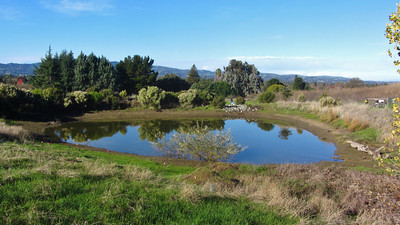 Bayberry Pond