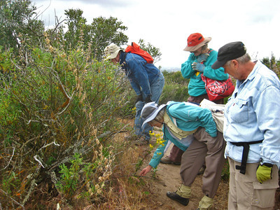 chaparral seed collecting