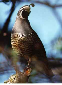 Quail