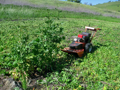 Patch of Black Mustard being mowed down in Shell Ridge in preparation for future native plant restoration.