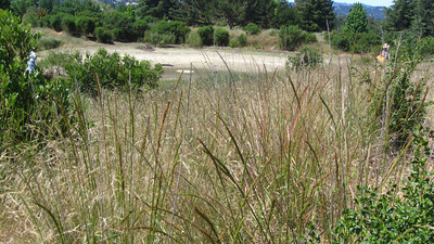 Stand of native Elymus glaucus "blue wildrye" growing near Bayberry pond in Lime Ridge