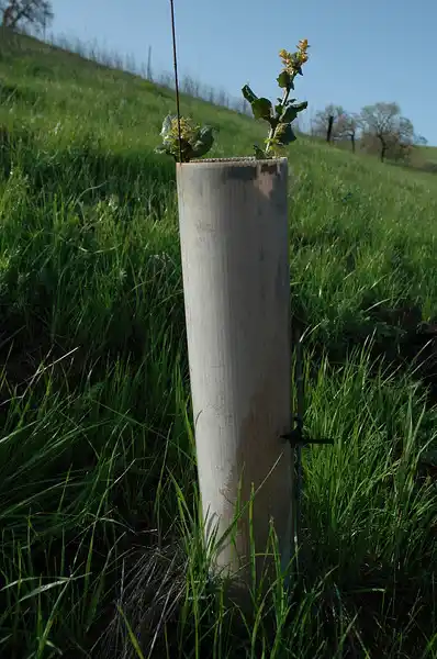 Oak Planting