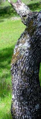 Oak Bark Oak Bark